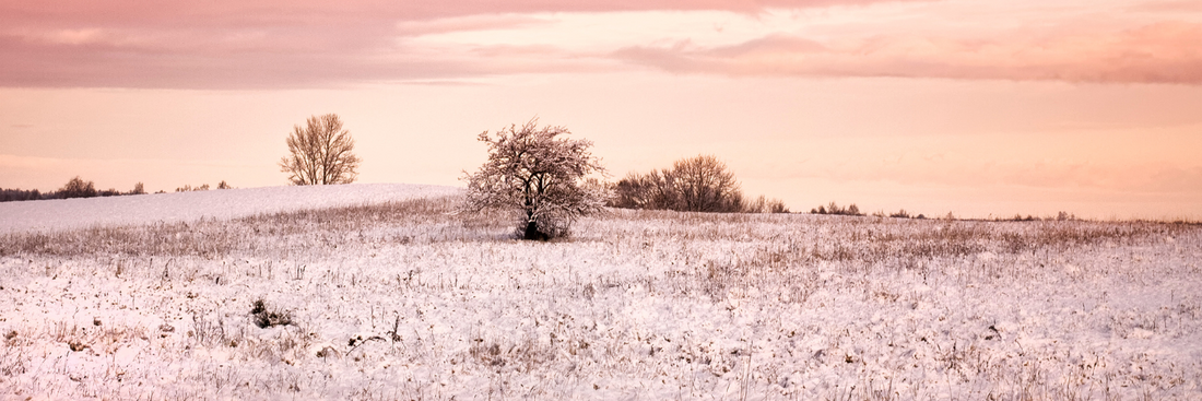 What happens to wildlife in the winter?