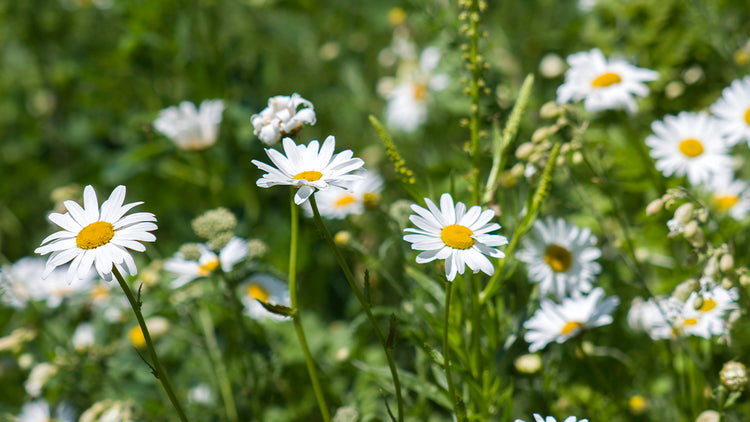 Seilich Meadow Grown Skincare : Award Winning Botanical Skincare