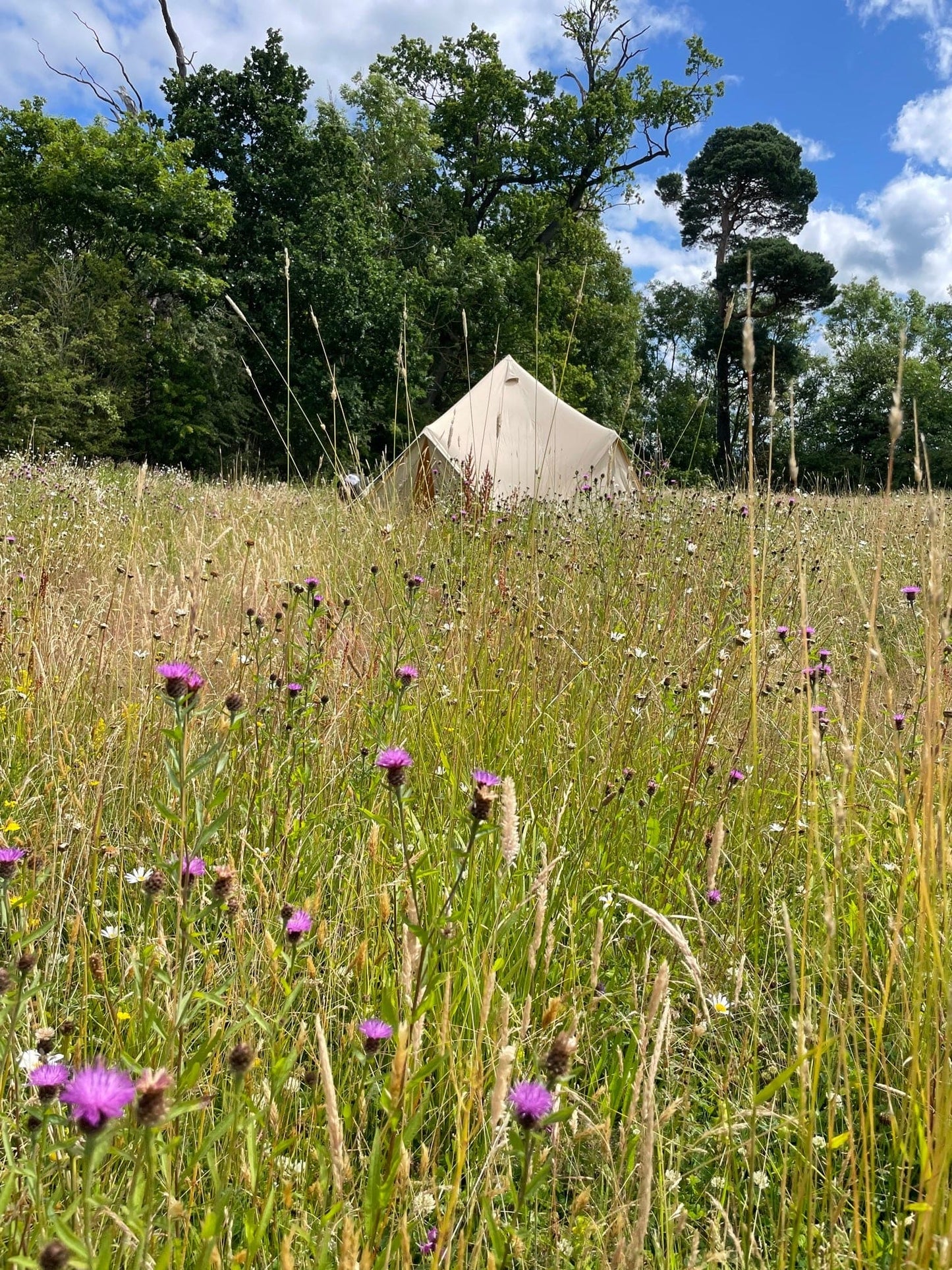 Meadow Open Day 2024