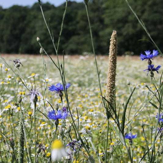 Meadow Volunteer Days